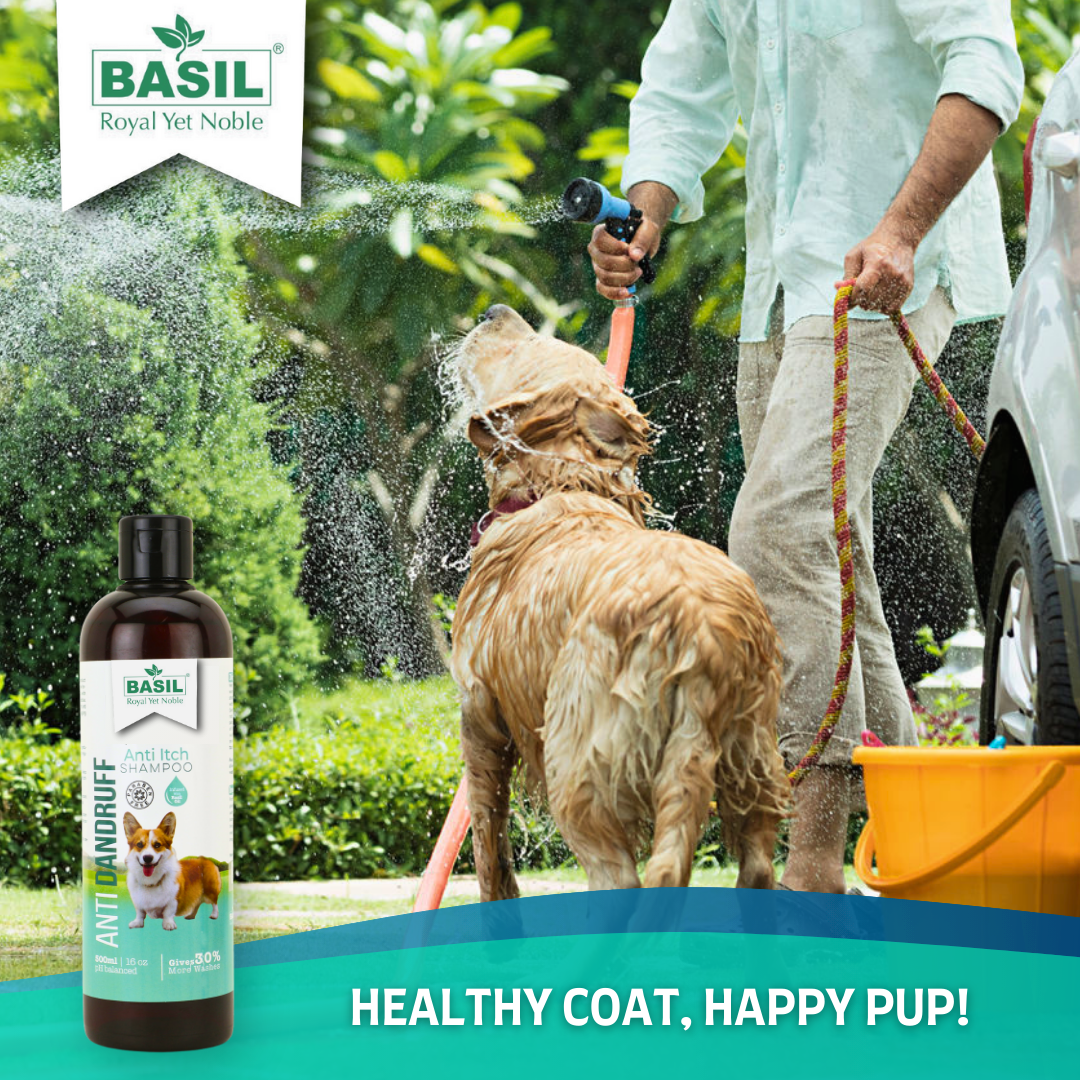 BASIL Anti-Dandruff Pet Shampoo, Herbal Anti-Itch Shampoo for Dogs and Puppies