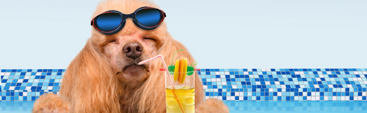 10 Summer Hacks to keep your dog cool and happy