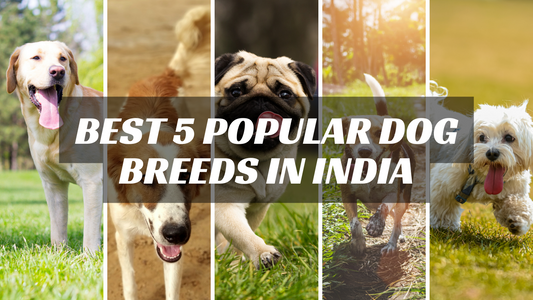 BEST 5 POPULAR DOG BREEDS IN INDIA