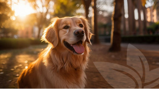 A Guide to Welcoming a Golden Retriever into Indian Families