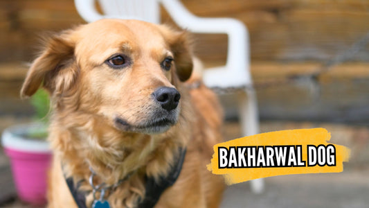 Bakharwal Dog: Guardian of the Himalayas