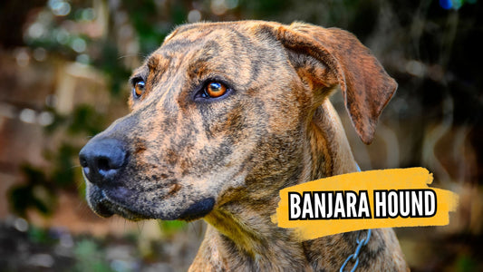Elegance and Agility of Banjara Hound Dogs