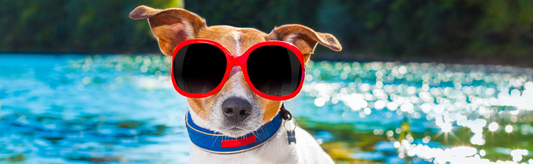 Beat the Heat: Essential Summer Pet Supplies to Keep Your Furry Friends Cool and Happy