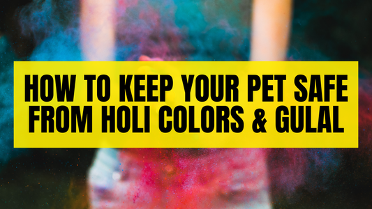 How to Keep Your Pet Safe from Holi Colors & Gulal