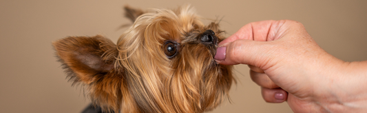 DIY Delight: Gluten-Free Treats Your Pup Will Love