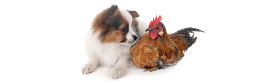 Delicious and Nutritious: The Ultimate Guide to Chicken Fries for Dogs