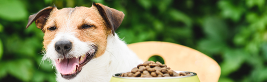 Is Gluten-Free Right for Your Pet? A Guide to Choosing the Best Food for this Summer