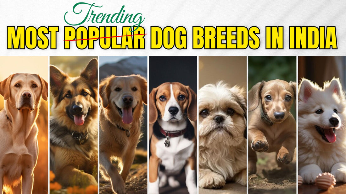 Most Trending Dog Breeds in India