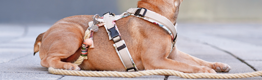 The Ultimate Guide to Choosing the Right Dog Harness for Your Pooch