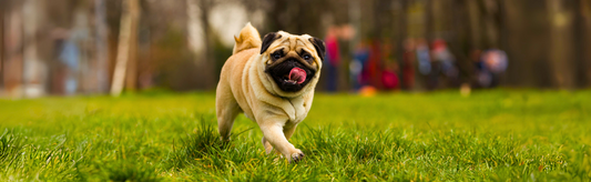 Top 10 easy ways to keep your dog happy