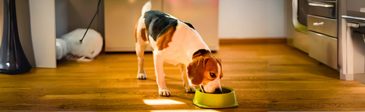 Understanding Dog Food Types - Kibble, Wet, Raw & Home-Made