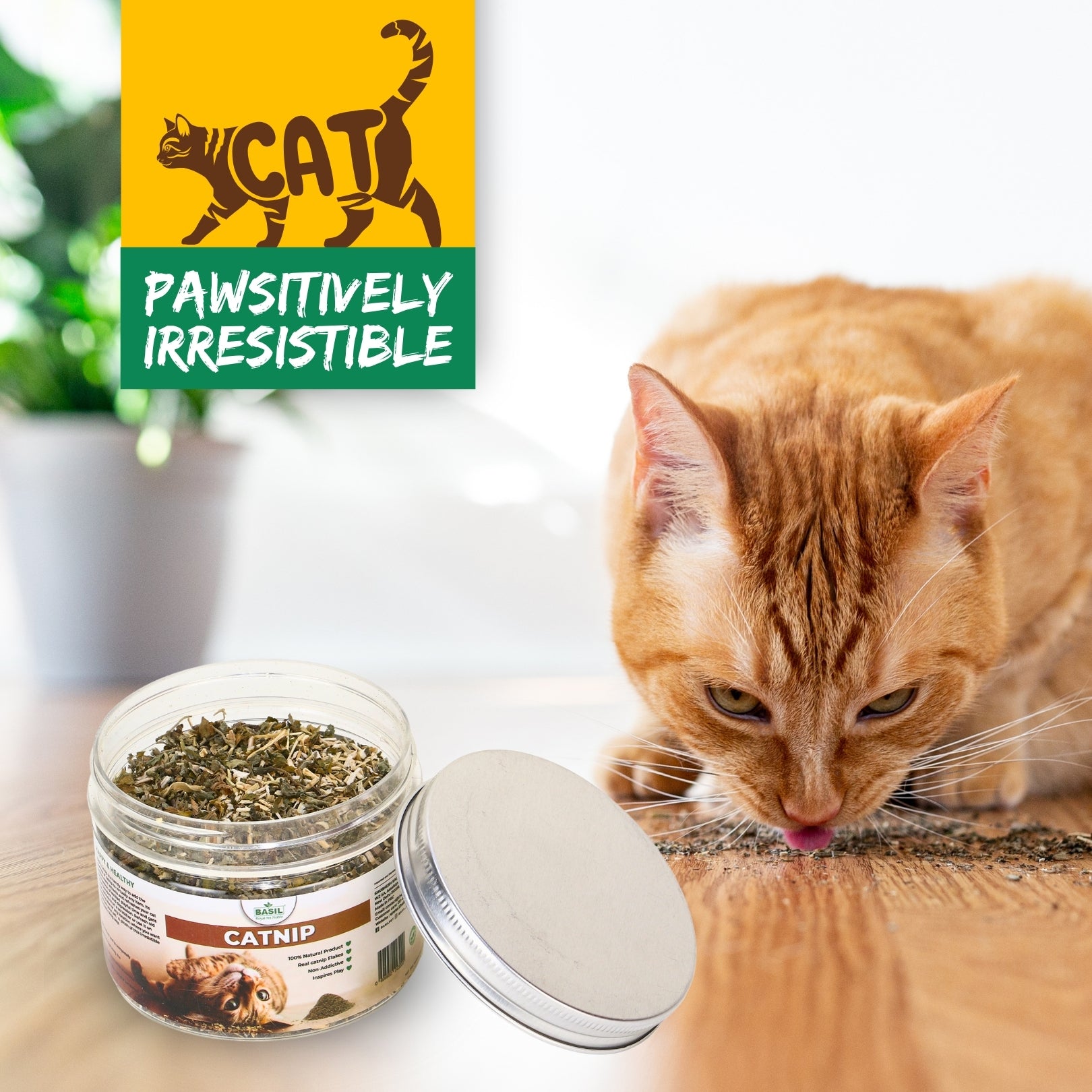 Best Catnip Jar for Kittens Cats Free Delivery No 1 Cat Nip