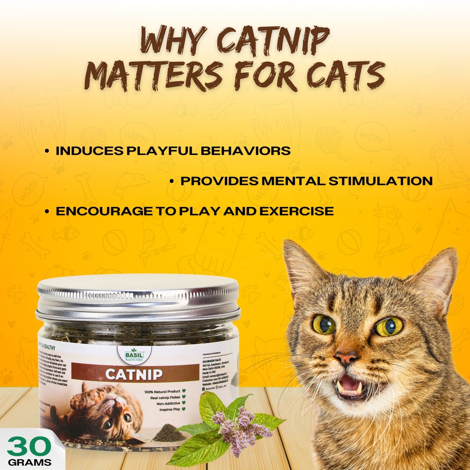 BASIL Catnip Jar for Kittens Cats Pure Natural Cat Nip